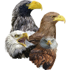 Greifvogel