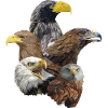 red kite