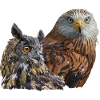 Oiseau de proie
