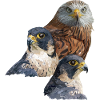 Bird of prey