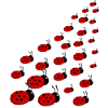 ladybird