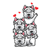 White West Highland Terrier Chien