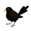 Blackbird digital drawing