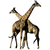 Giraffes