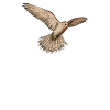 Kestrel I Bird of Prey Pickling Motif for Falconers