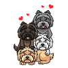Cairn Terrier chien
