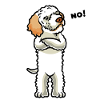 Stubborn Lagotto Romagnolo