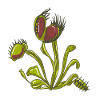 Carnivorous plant Venus flytrap