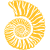 Fossile Ammonite