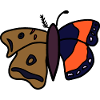 butterfly