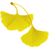 Feuilles de ginko