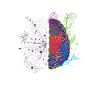 brain