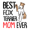 Foxterrier