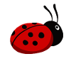 Modschegiebchen Marienkäfer Sächsisch Geschenkidee