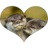 Otterly In Love