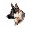 Deutscher Schäferhund