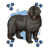 Neufundländer Newfoundland Blue Design