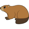 marmot
