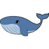 Blue whale
