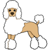 poodle