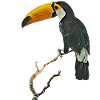 Toucan Gift