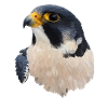 Peregrine falcon