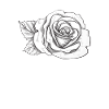 Rose Flower