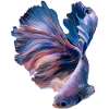 Betta Fish , aqarium hobby