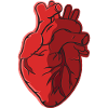 Heart Anatomy