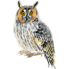 long-eared owl
