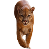 Berglöwe
