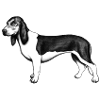 Swiss Low-Run Dog