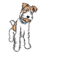 Foxterrier Drahthaar | Foxterrier