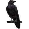raven