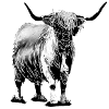 Highland cattle sw