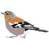 Chaffinch Illustration – Native Birds