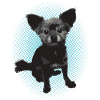 Chihuahua Dog