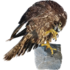 Wanderfalken