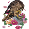 peregrine falcon