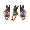 Malinois - idée cadeau