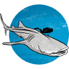 Diving with whale shark