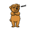 Stubborn Norfolk Terrier