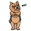 Stubborn Norwich Terrier