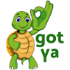 turtle turtle testudines toad