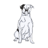 American Bulldog | American Bulldog