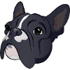 French bulldog