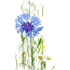 Bleuet sauvage