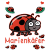 Marienkäfer Marienkäferflügel Maikäfer