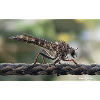 Insect