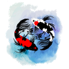 koi carp